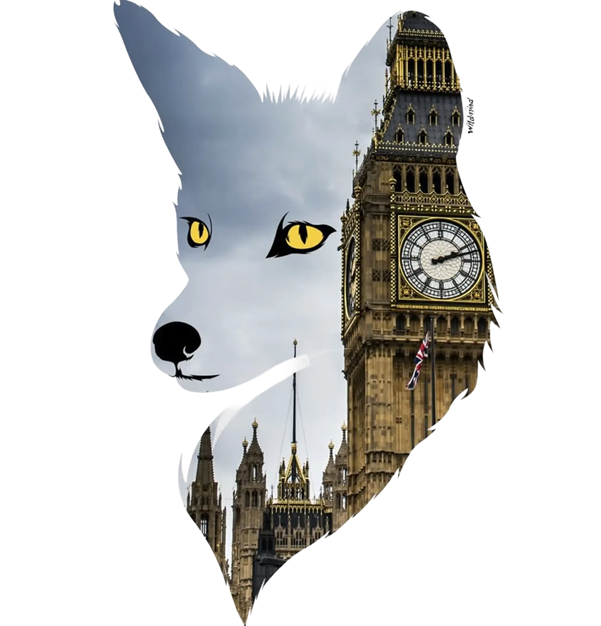 <h2>Foxy</h2><p></p>